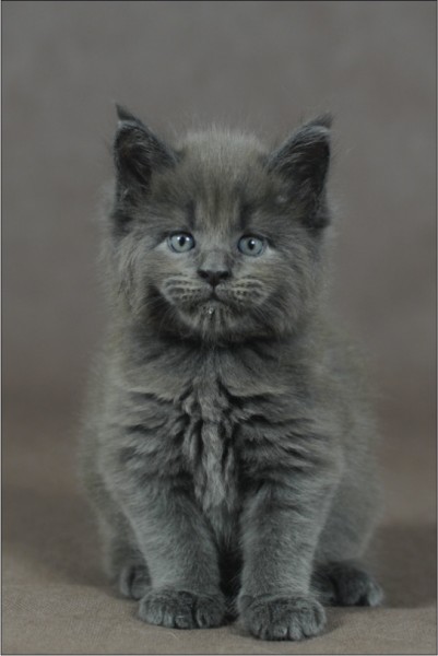 Pierre Maine Coon Baby
