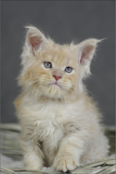Franco Maine Coon Baby